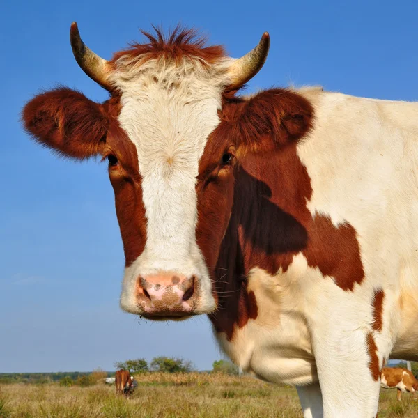 Head of the calf against the sky — Stock Photo, Image
