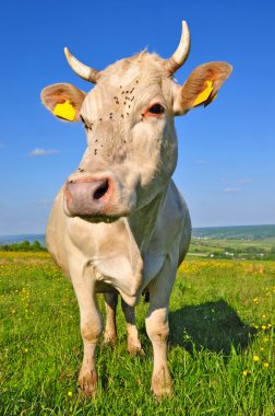Yaz otlağında inek