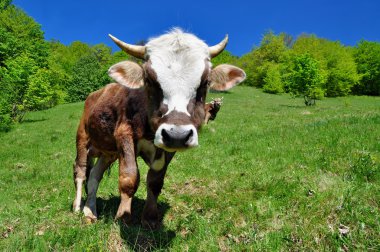 Bull on a summer pasture clipart