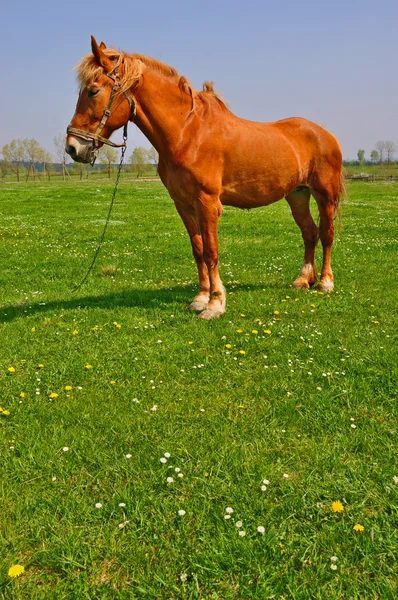 Koń na letnim pastwisku — Zdjęcie stockowe