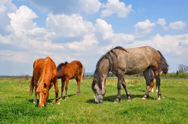 Cavalos em um pasto de verão — Fotografia de Stock