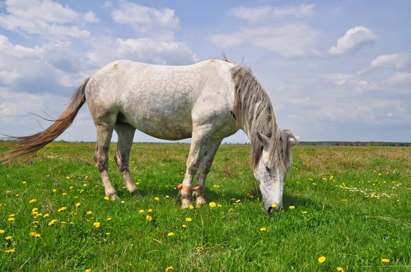 Ló a nyári legelőn — Stock Fotó