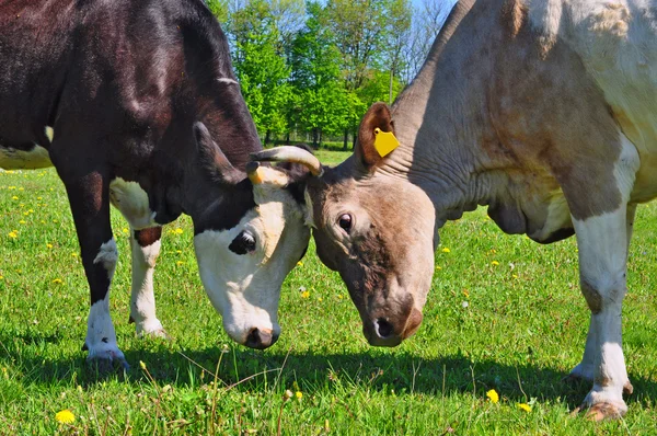 stock image Cows on a summer pasture