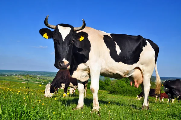 stock image Cows on a summer pasture