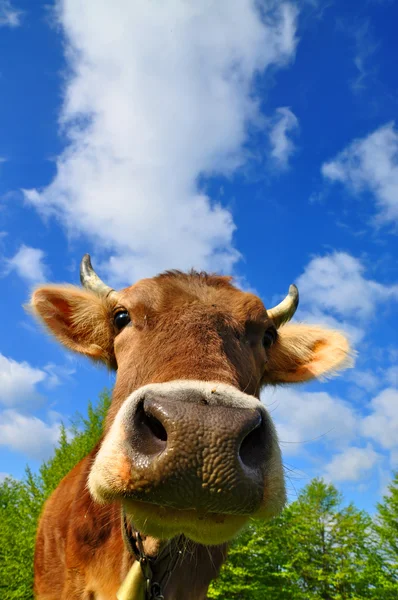 stock image Head of a cow against the sky.