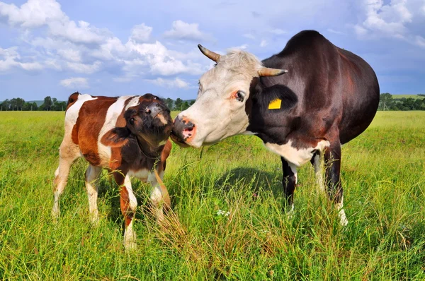 stock image The calf near mother on a summer pasture