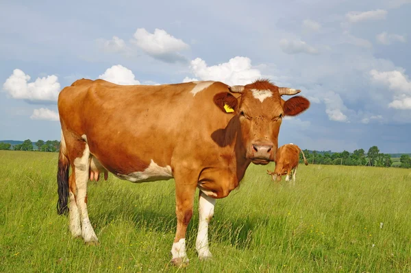 stock image Cow on a summer pasture