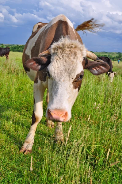 Vacă pe o pășune de vară — Fotografie, imagine de stoc