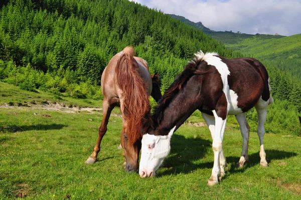 stock image Horses on a summer mountain pasture