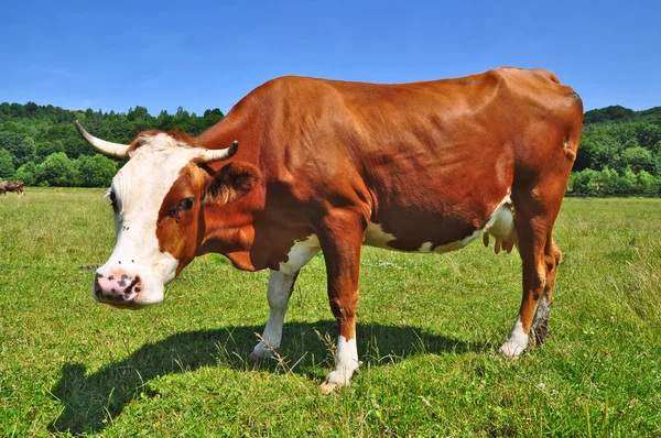 Kuh auf einer Sommerweide. — Stockfoto