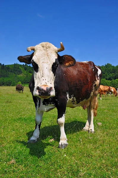 stock image Cow on a summer pasture.