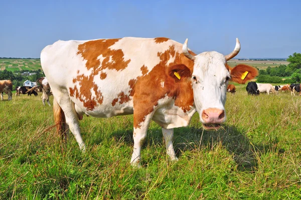 Vaca en un pasto de verano —  Fotos de Stock