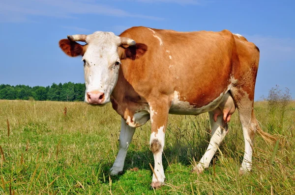 Αγελάδα σε θερινό βοσκότοπο — Φωτογραφία Αρχείου