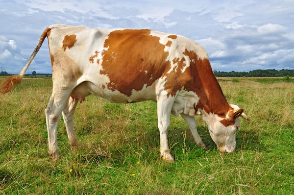 stock image Cow on a summer pasture.