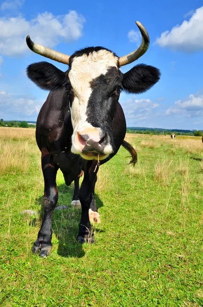 stock image Cow on a summer pasture.