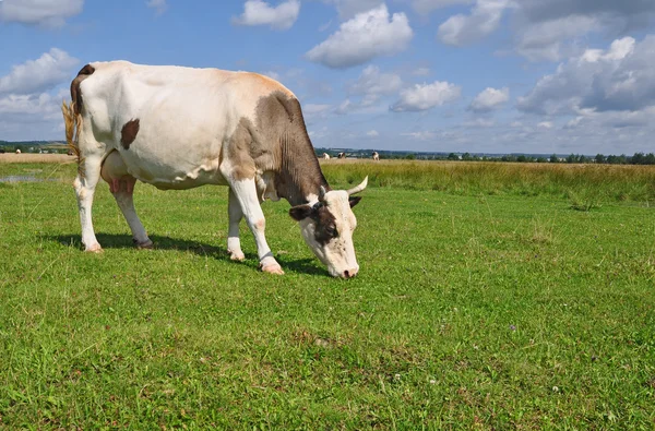 stock image Cow on a summer pasture.