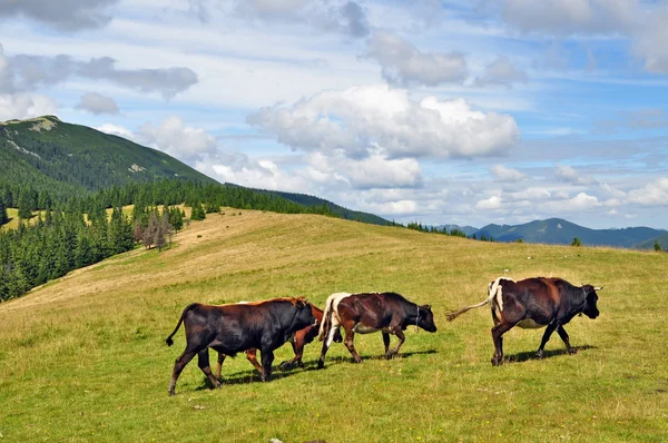 Коровы на летнем горном пастбище — стоковое фото