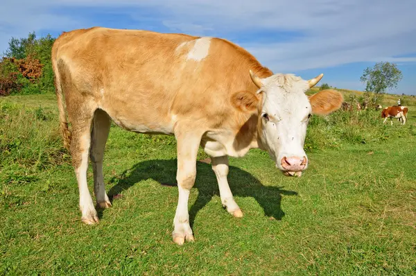 Dan anak sapi dari padang rumput — Stok Foto