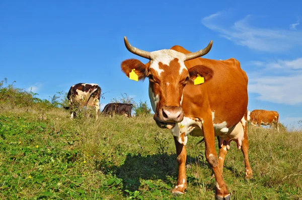 Αγελάδες σε θερινό βοσκότοπο — Φωτογραφία Αρχείου