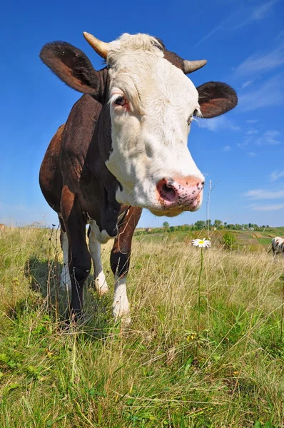 Kuh auf einer Sommerweide — Stockfoto
