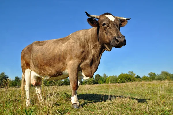 stock image Cow on a summer pasture