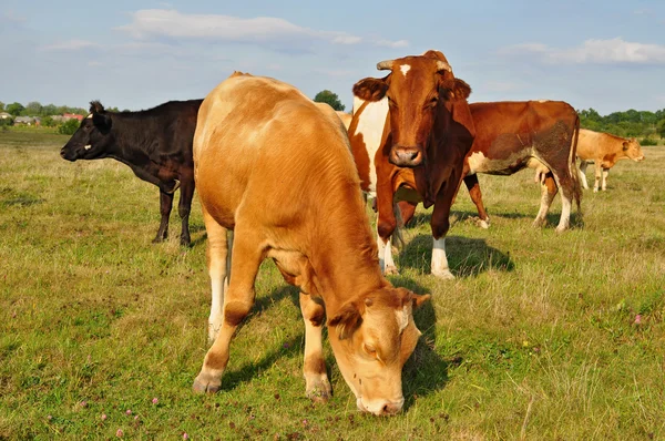 stock image Cows on a summer pasture