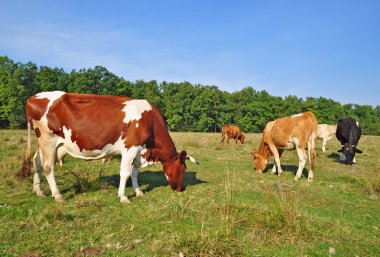 Cows on a summer pasture clipart