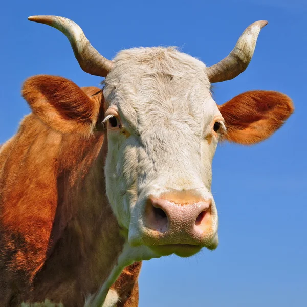 Head of a cow against the sky — Stock Photo, Image