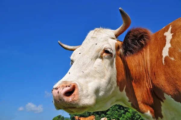 Huvudet av en ko mot himlen — Stockfoto