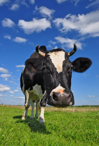 stock image Cow on a summer pasture