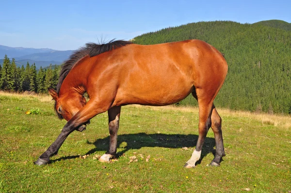 एक ग्रीष्मकालीन पर्वत चराई पर घोड़ा — स्टॉक फ़ोटो, इमेज