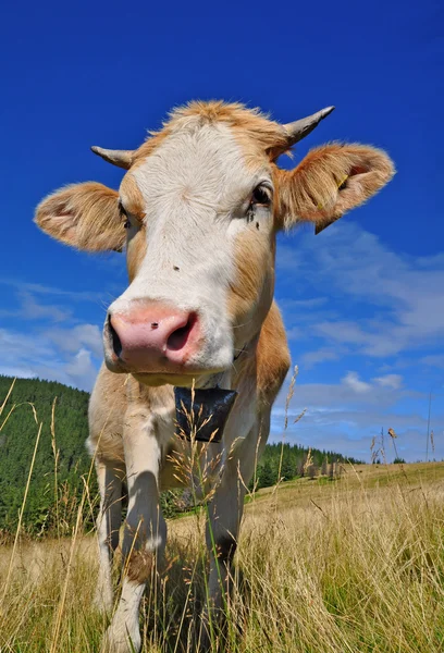 stock image The calf on a summer pasture