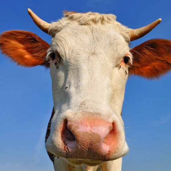 Head of the calf against the sky. — Stock Photo, Image