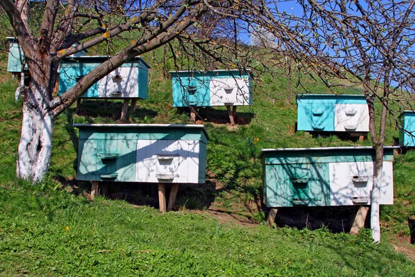 斜面の養蜂場 — ストック写真