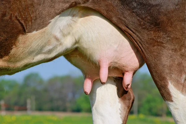 Udder de una vaca joven —  Fotos de Stock