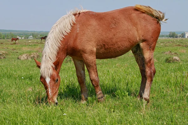 stock image Horse on a summer pasture