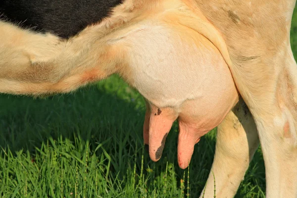 stock image Udder of a young cow