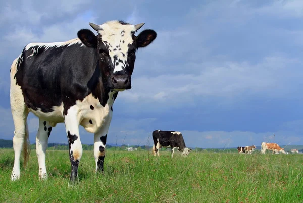 stock image The calf on a summer pasture