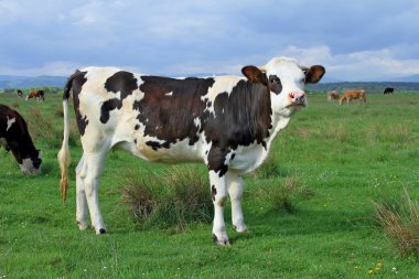 The calf on a summer pasture clipart