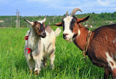 Goats on a summer pasture clipart