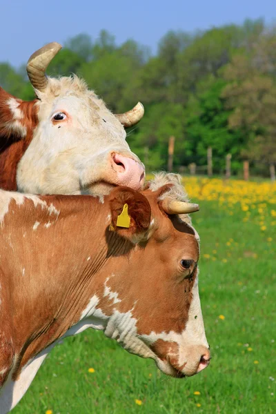 Teste di vacche contro un pascolo — Foto Stock