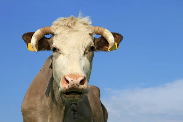 stock image Head of a cow against the sky