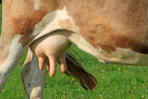 Stock image Udder of a young cow