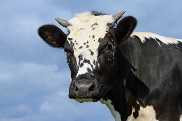 stock image Head of the calf against a pasture
