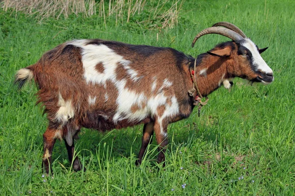 Stock image Goat on a summer pasture