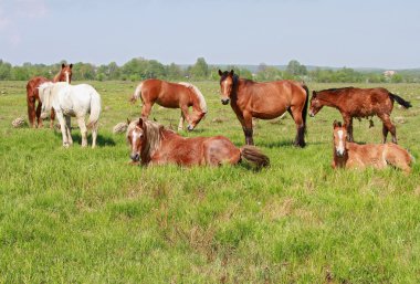 Horses on a summer mountain pasture clipart