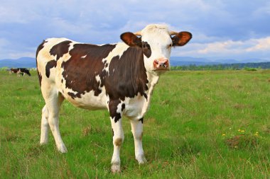 The calf on a summer pasture clipart