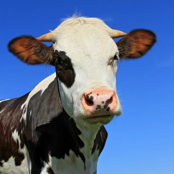 Head of the calf against the sky. — Stock Photo, Image