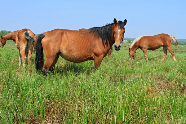 Paarden op een zomer berg grasland — Stockfoto