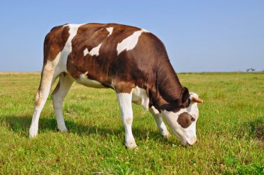 The calf on a summer pasture clipart